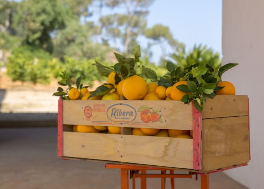Valencia: Orange Farm and Orchard Trip with Tastings - Getting there from Valencia: the train ride and the last stretch