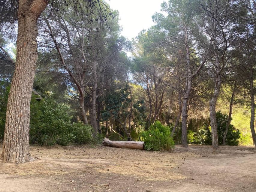 Valencia: The Albufera Lake Self-Guided E-Bike Tour - City of Arts and Sciences: Futuristic Views Without Needing a Ticket