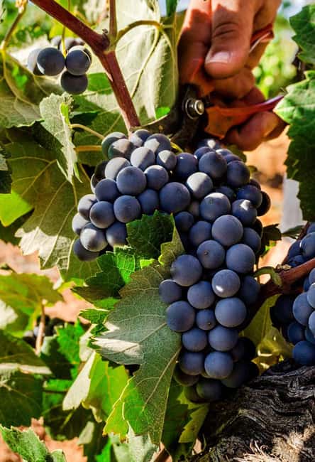 Valencia: Vineyard Tour, Local Wine, Cava Tasting & Snacks - Tasting 2 wines and cava with local snacks (and why pairing matters)
