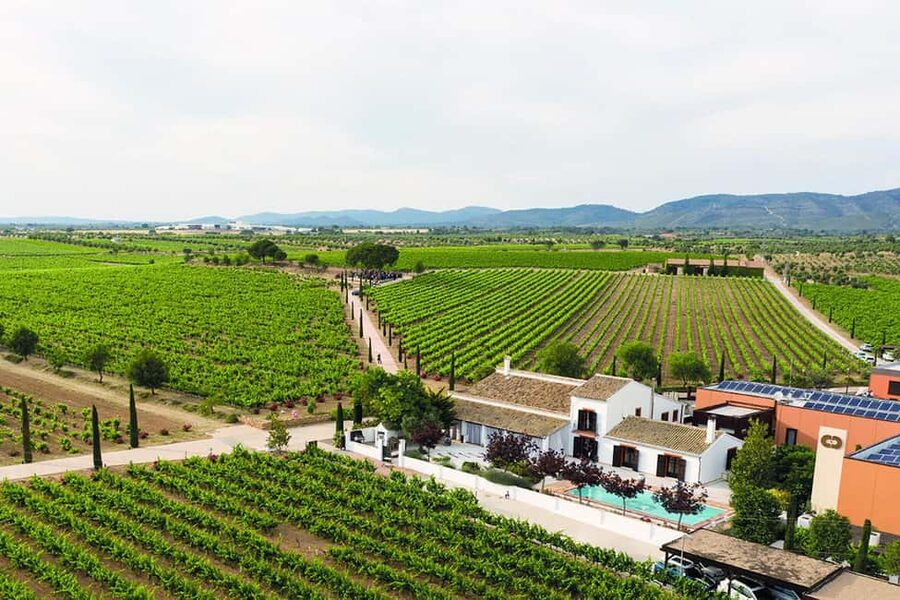 Valencia: Vineyard Tour, Local Wine, Cava Tasting & Snacks - Should you book this Valencia vineyard tour?