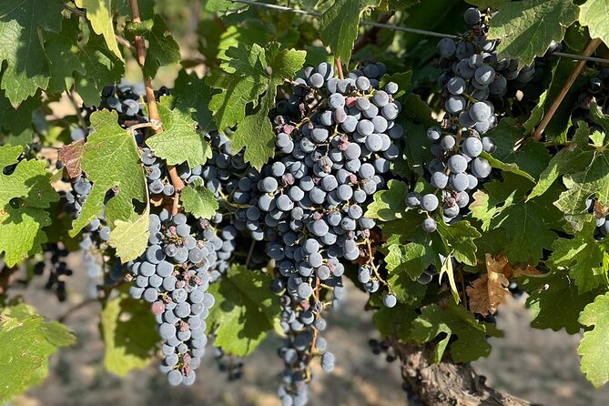 Wine tasting tour - Elise from Combina con Vino: what a great guide does on tasting day